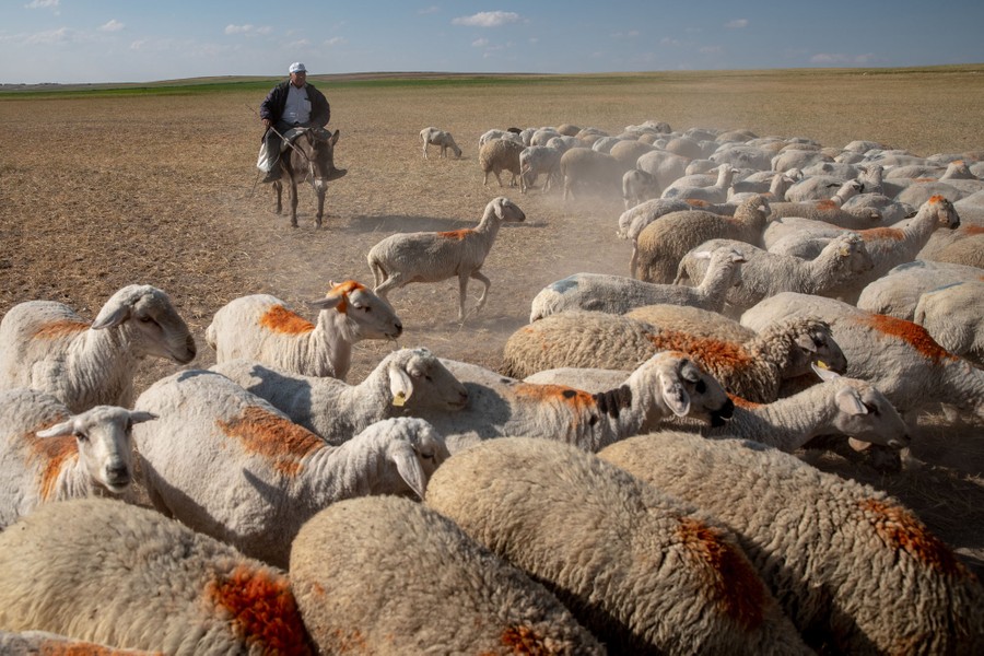A shepherd tends a flock of sheep in a dry field.