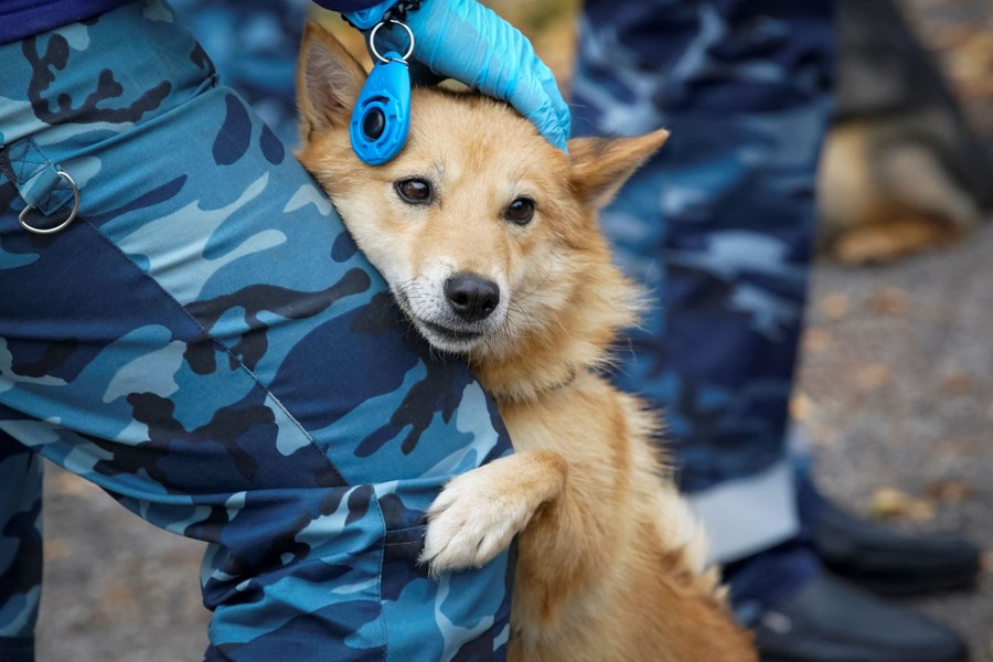 A trainer pets a dog