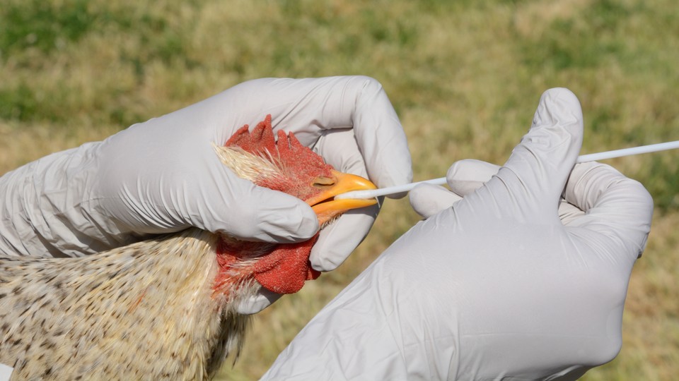 Swabbing a rooster to test for avian influenza