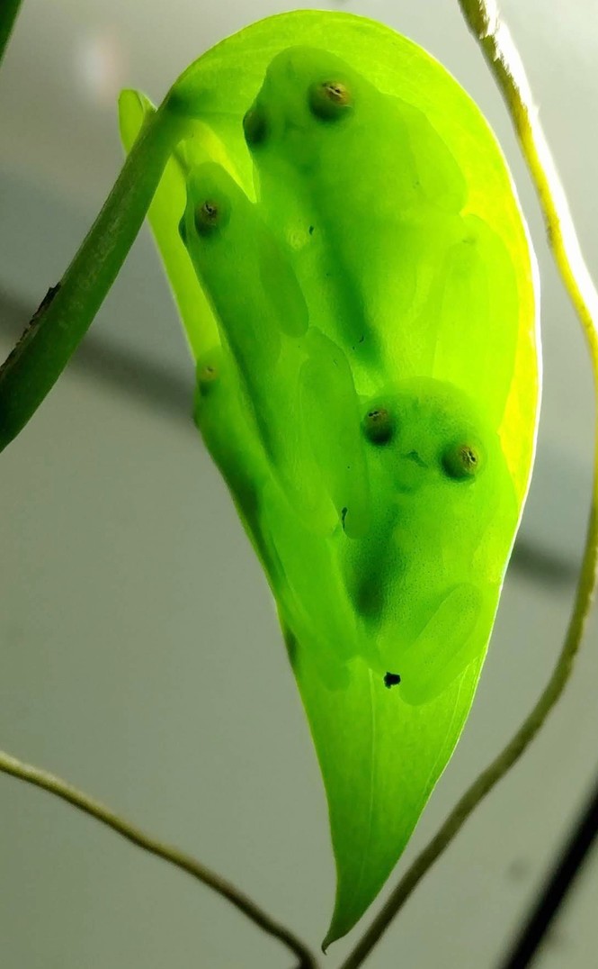glass frogs with bulgy eyes asleep on a heart-shaped leaf