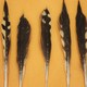 Feathers from the stomach of a tiger shark