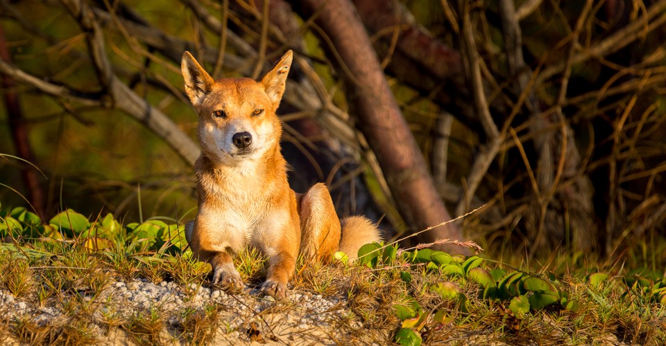 dingoes