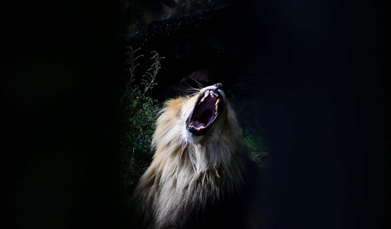 A lion, its mouth open wide, in a zoo enclosure