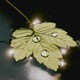A five-pointed leaf sitting in standing water, shimmering with sunlight with a couple drops of water on top.
