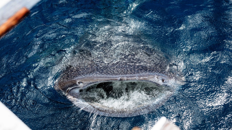 A whale shark surfaces