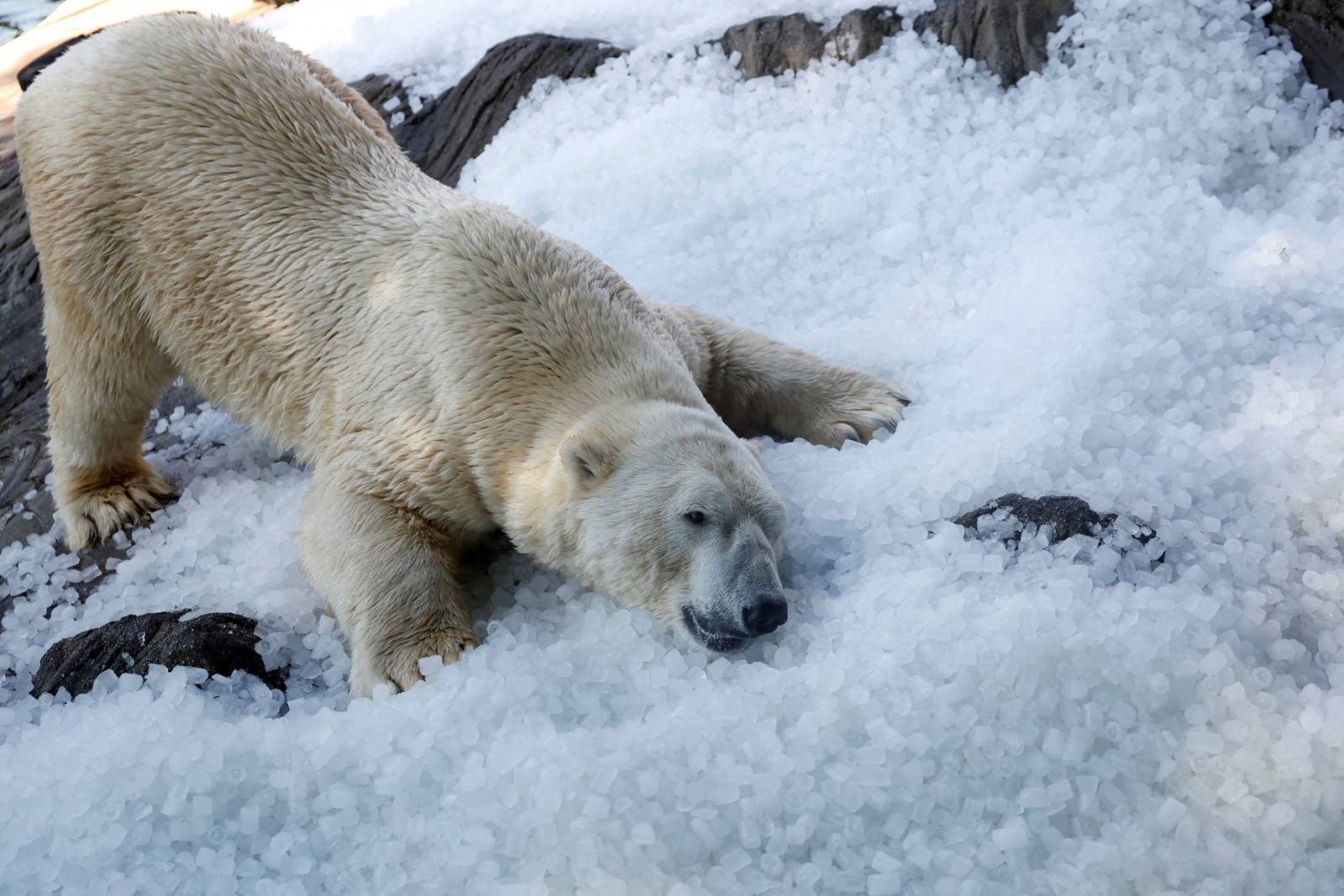 A polar bear sprawled out onto a large pile of ice cubes.