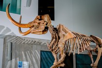 Mastodon at University of Michigan Museum of Natural History