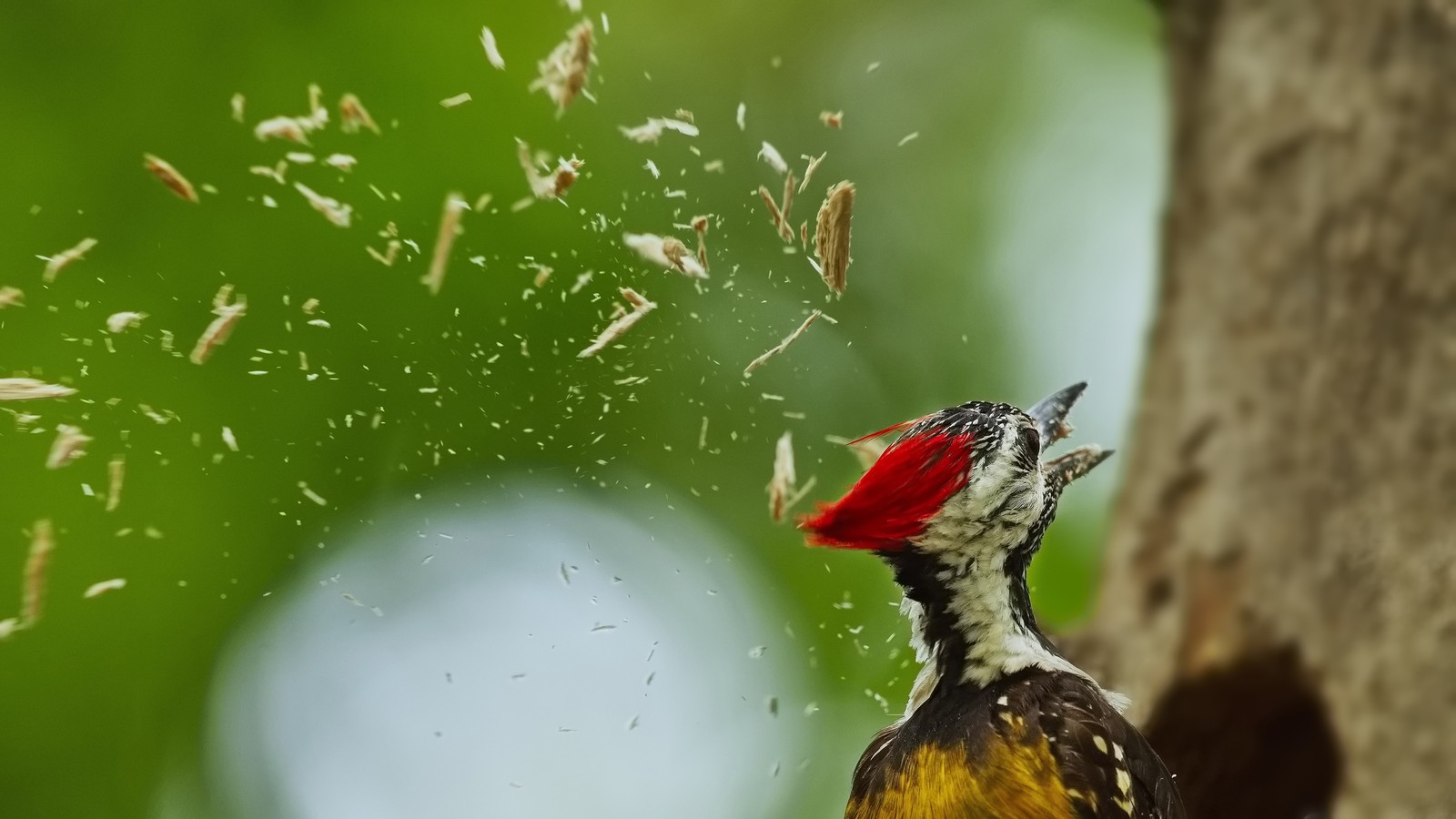 Wood chips fly as a woodpecker pecks at a tree trunk.