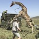 A giraffe rears on its hind legs, puling against ropes as a group of rangers try to guide it into a crate for transport.