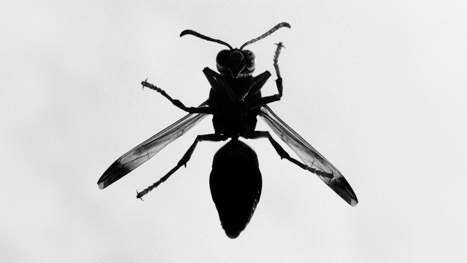 A gray-scale photo of a winged insect from below