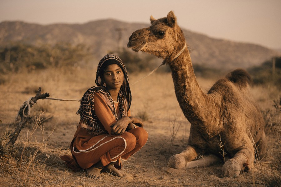 A persons squats down beside a tethered camel.