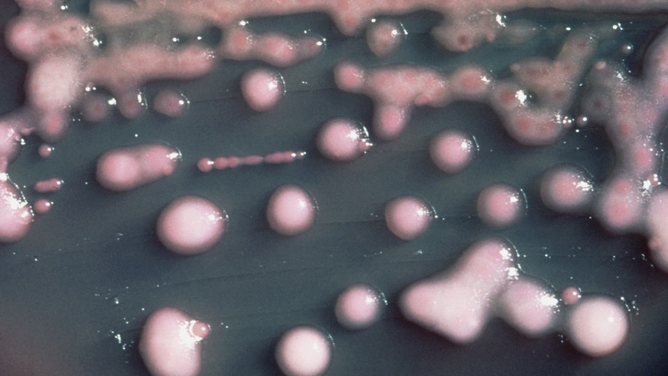 Klebsiella pneumoniae bacteria 