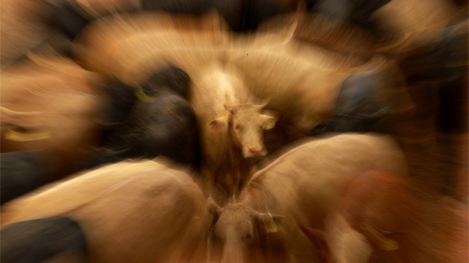 zoom in on the face of a brown cow in the center of a blurry herd
