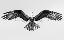 A diagram of a bird in flight.
