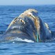 A North Atlantic right whale