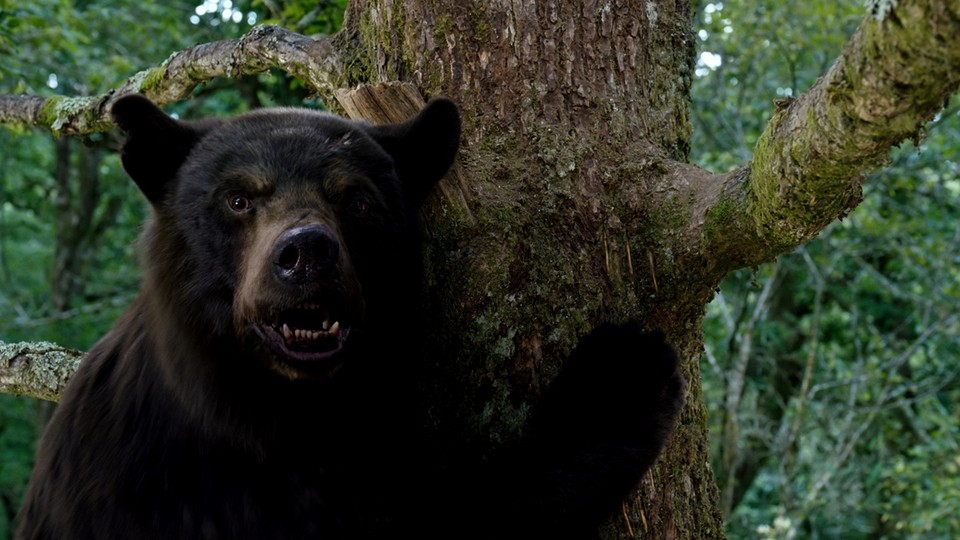 A coked-up bear staring at the camera intensely in "Cocaine Bear"
