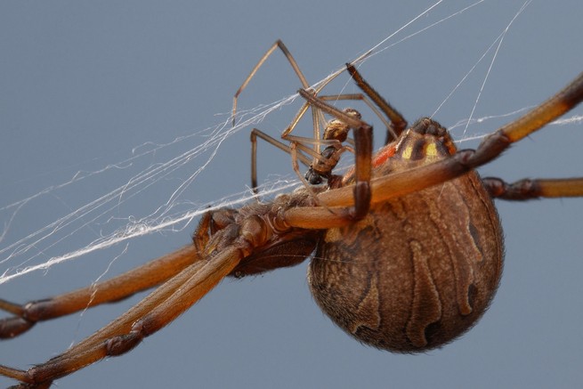two brown widow spiders mating