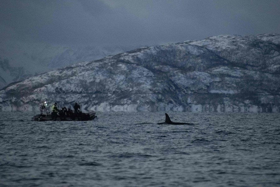 An orca is followed by a whale watcher dinghy.