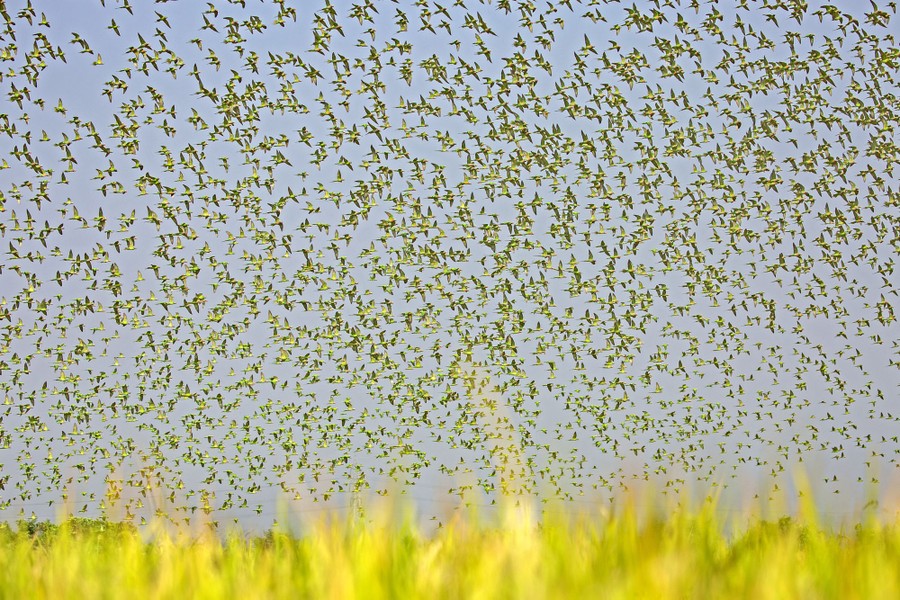 The sky is filled with thousands of parrots flying in a flock.
