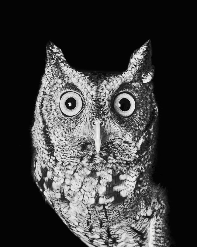 black and white photograph of an eight-inch-tall eastern screech owl