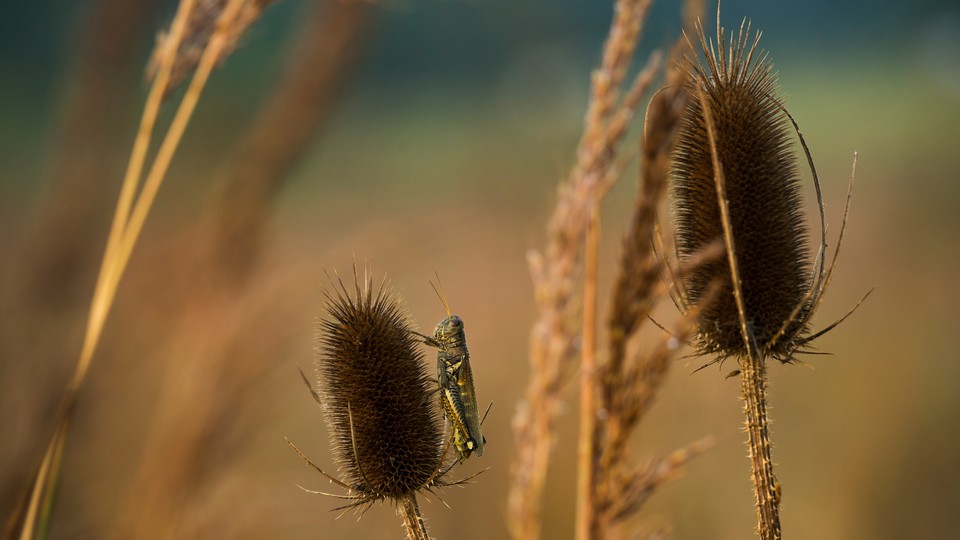 Zoomed-in photograph of a grasshopper in a garden