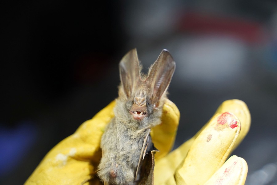 A small bat held by the gloved hand of a researcher