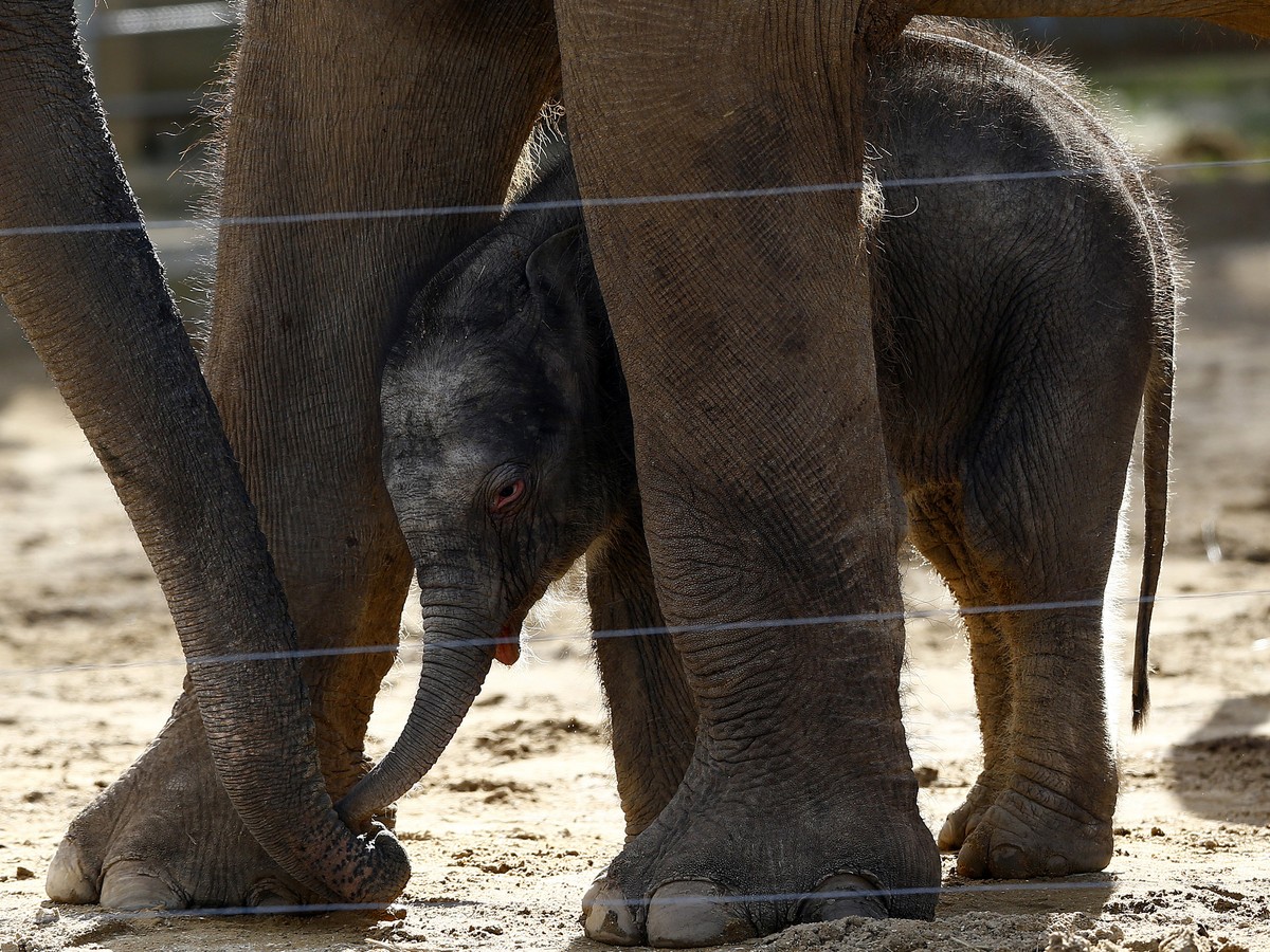 The Woman Who Forgot the Names of Animals - The Atlantic The Woman Who Forgot the Names of Animals - The Atlantic