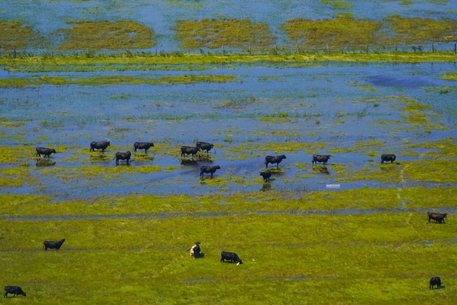 Cattle stand in a partially-flooded grassy field.