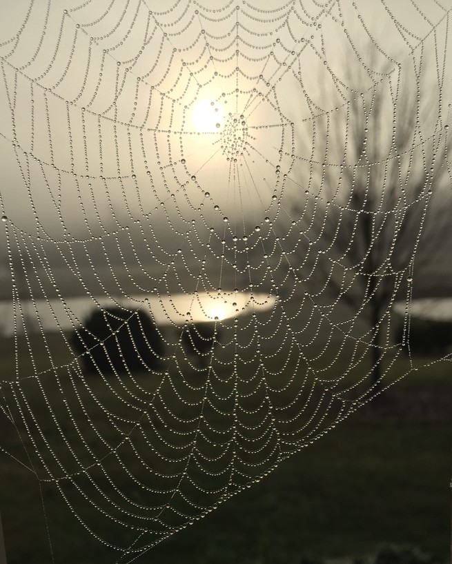 A spiderweb in the sunlight