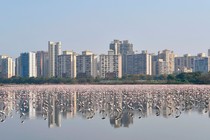 tons of pink flamingoes in front of Mumbai