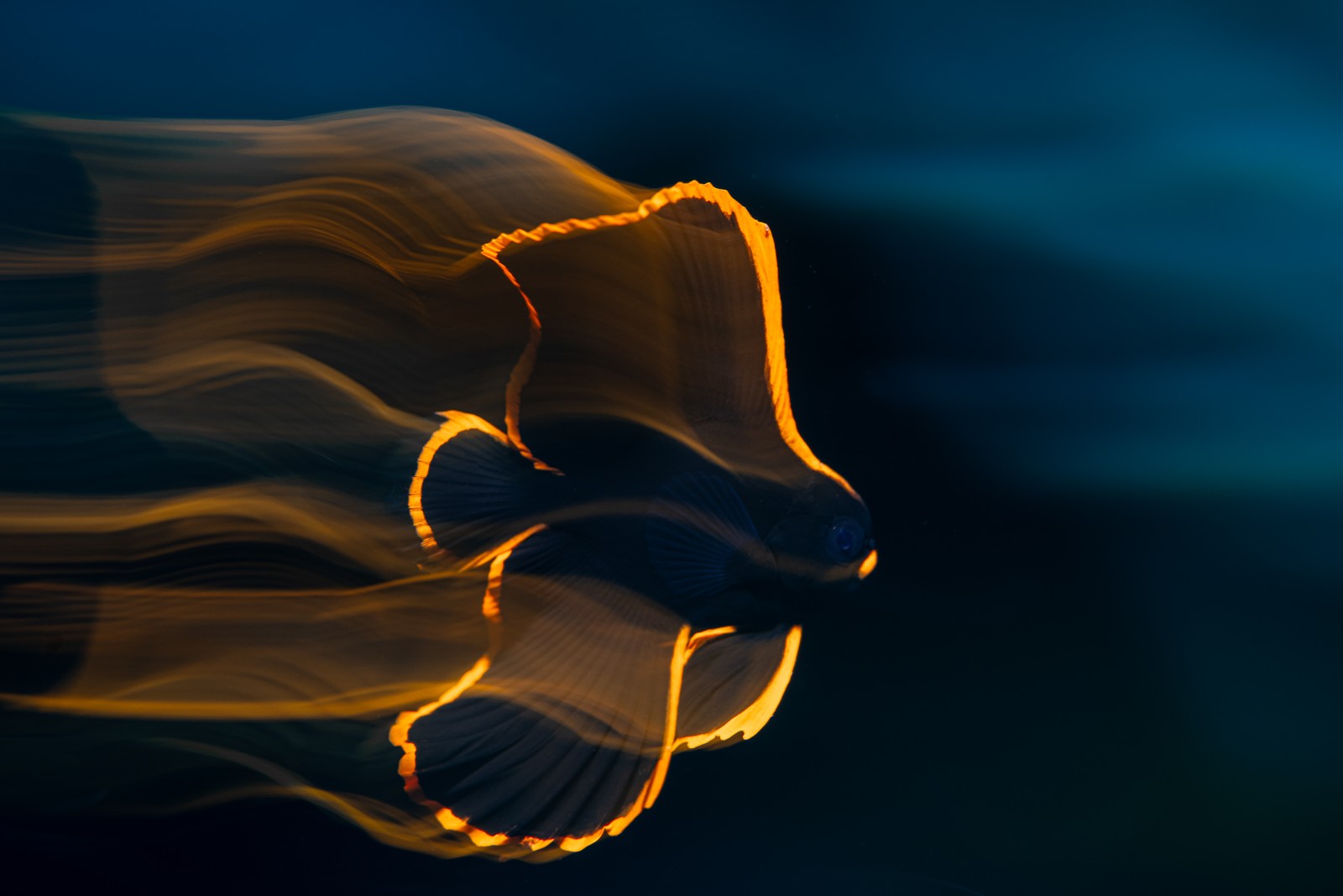 A long-exposure image of a fish swimming with fins that appear to have glowing edges.