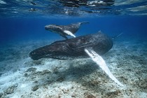 Two humpback whales, photographed underwater, swimming in a relatively shallow area, just above the seafloor