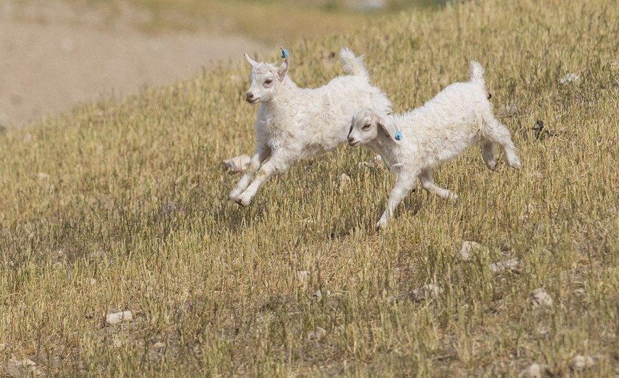 A pair of goats run down a hill together.