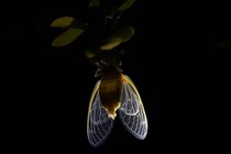 A new adult cicada hangs from a branch.
