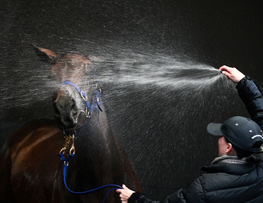 A person sprays a racehorse with a hose.