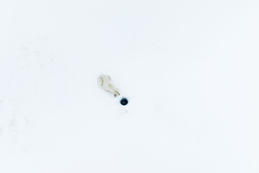 An aerial view of a polar bear lying on snow, waiting beside a small hole in the ice