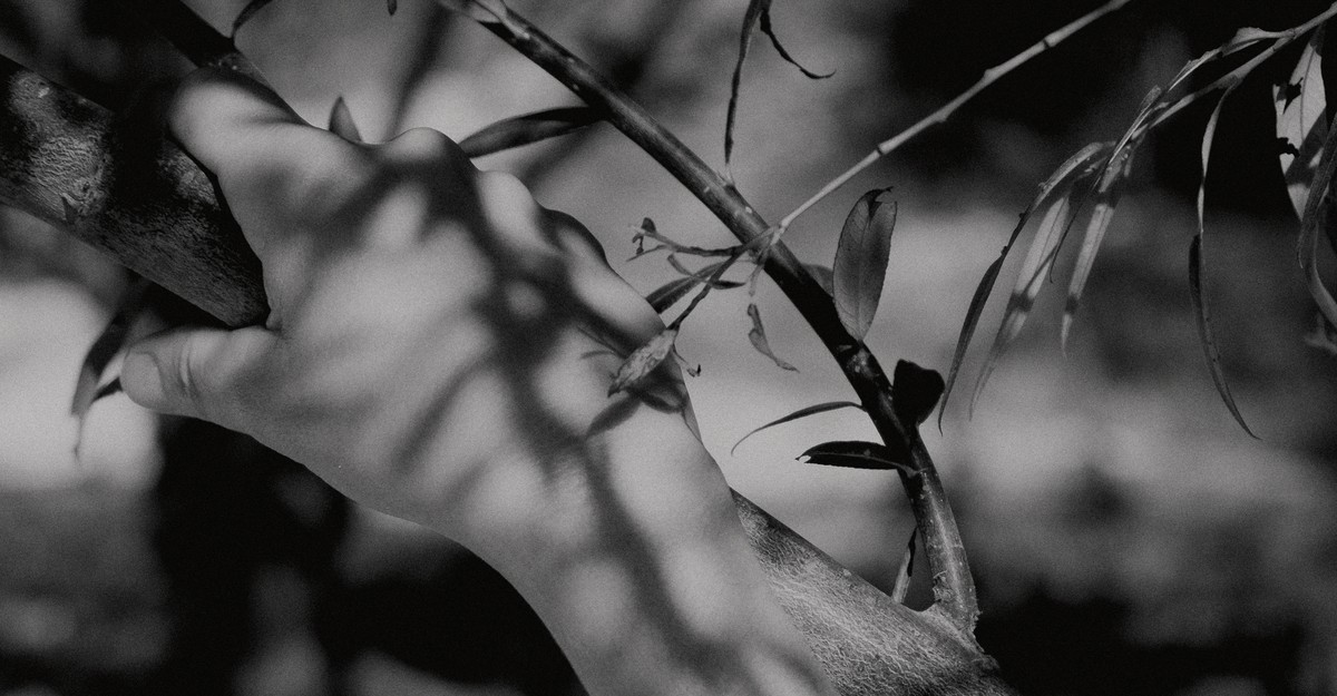 Two Portraits of My Father in a Tree