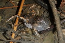 A túngara frog