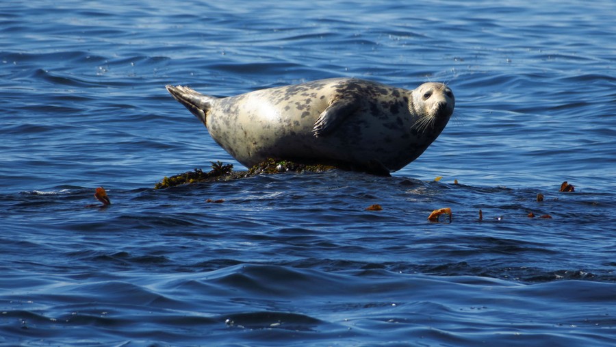 A seal rests on a rock, barely above the surface of the ocean.
