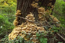 Mushrooms growing on a tree 