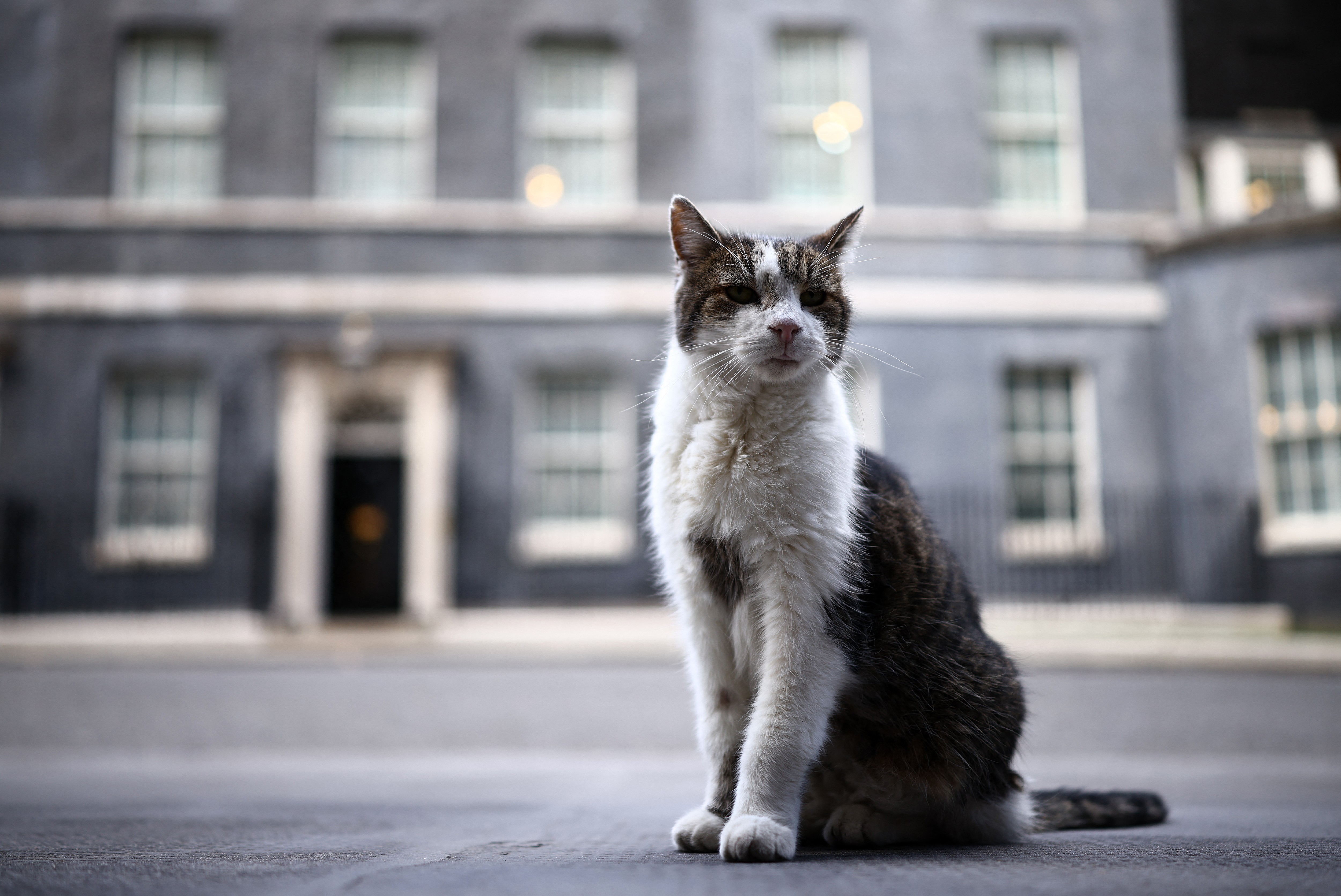 A gray-and-white cat sits outside 10 Downing Street in London.