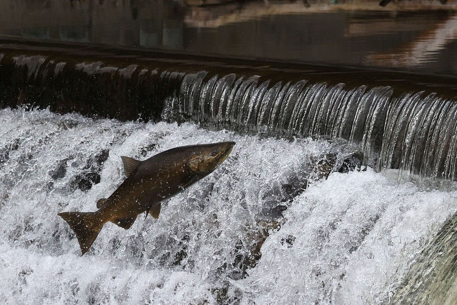 A salmon jumps, attempting to hurtle over a small dam.