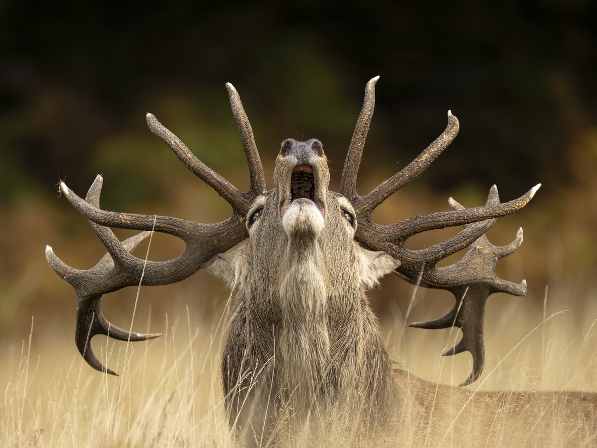 Wildlife Photographer of the Year 2025: Highly Commended