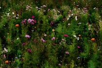 a field of green brush and flowers