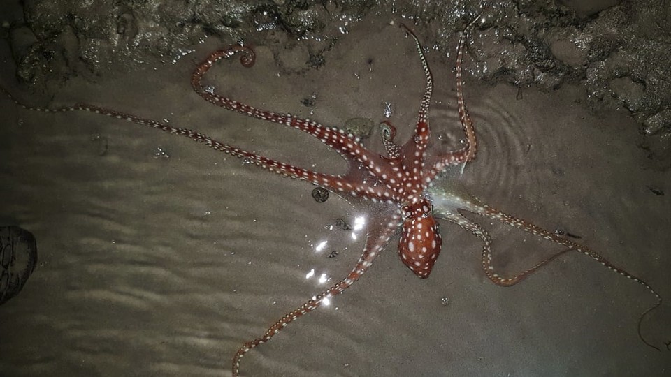 A sand octopus