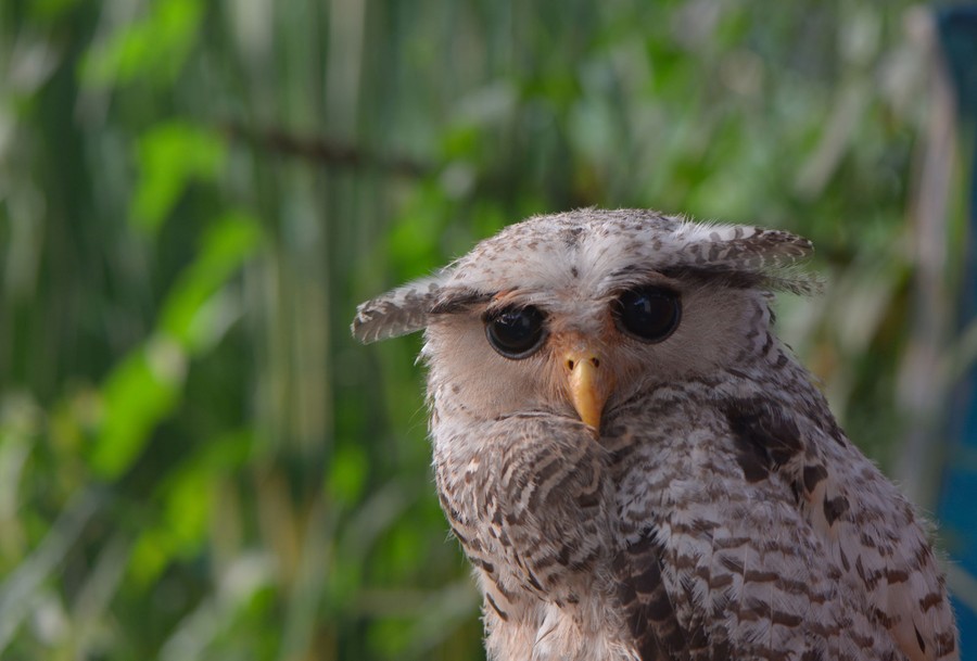 A small white owl with black eyes faces the camera.