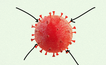 Four arrows point at a red coronavirus