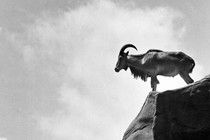 An aoudad stands alone on a cliff.