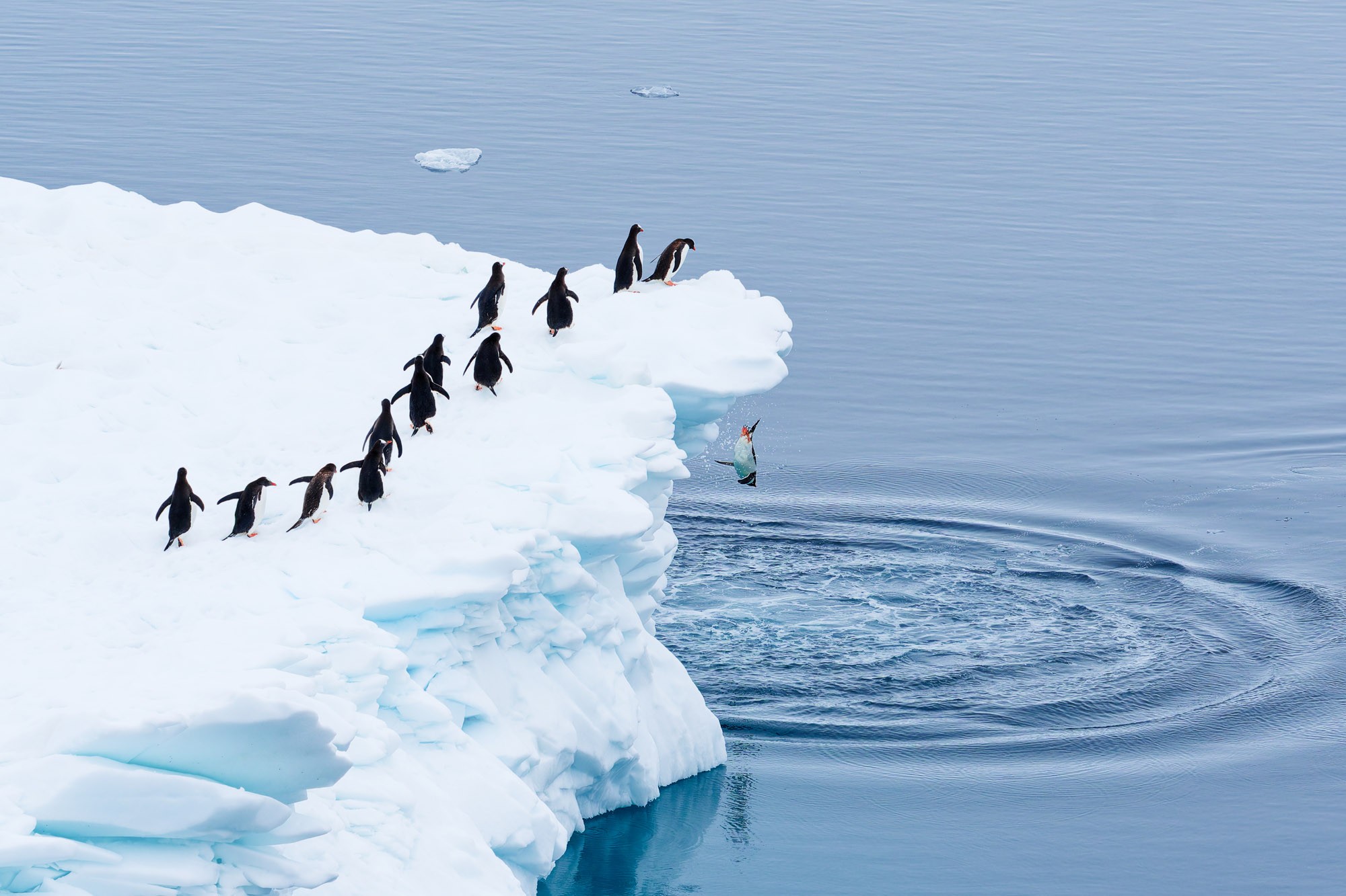 A group of penguins stand in a line, waiting to jump off the edge of an iceberg into the water below.