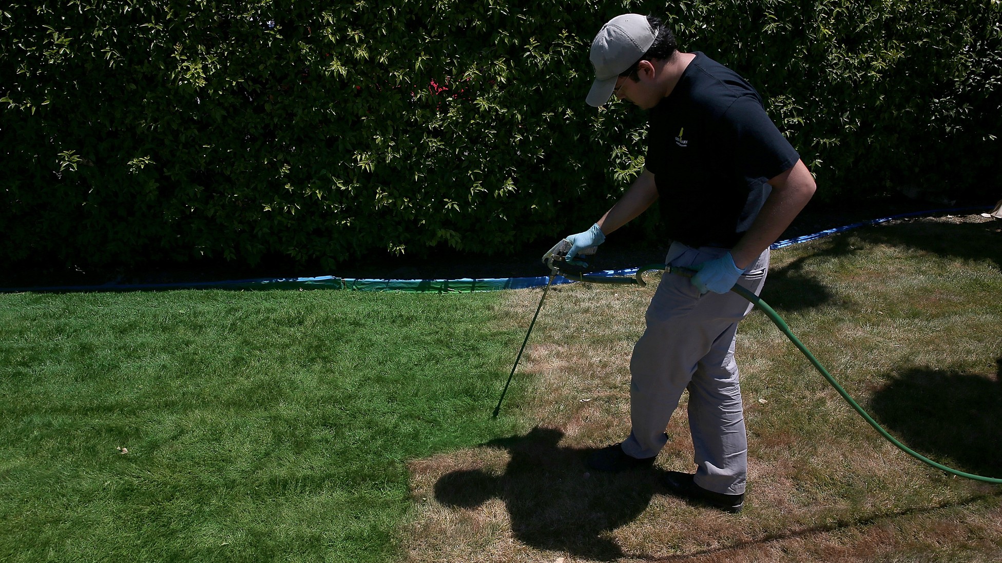 California Residents Are Painting Their Lawns Green The Atlantic